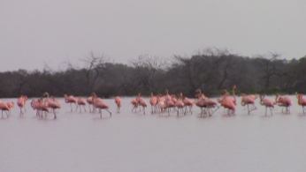 Am nächsten Morgen die Bootstour zu den Flamingos.